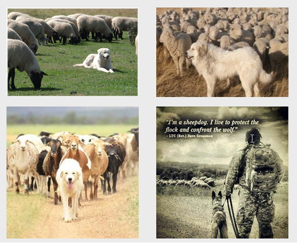 Sheep Dogs Life Leaders